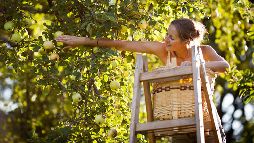 Eine junge Frau steht auf einer Leiter in einem Garten und pflückt Äpfel von einem Baum.