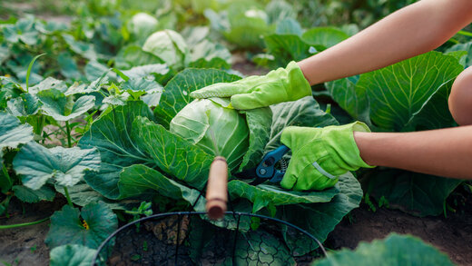 Eine Person mit grünen Gartenhandschuhen erntet reife Kohlköpfe.