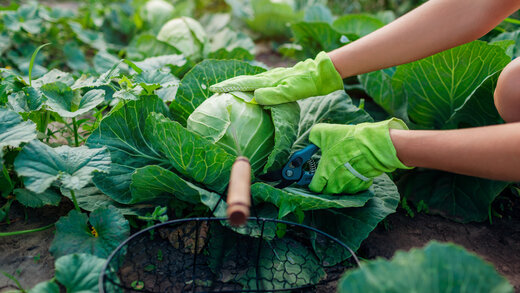 Eine Person mit grünen Gartenhandschuhen erntet reife Kohlköpfe.