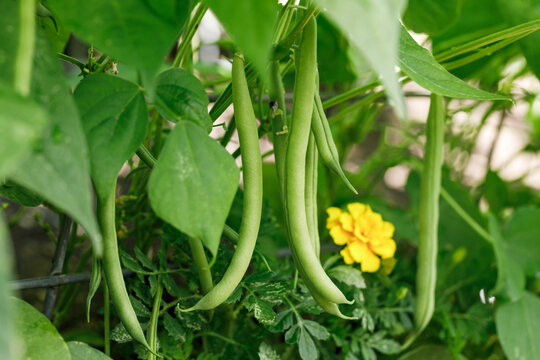 Grüne Bohne, Stangenbohne. Giftige Pflanzen im Garten