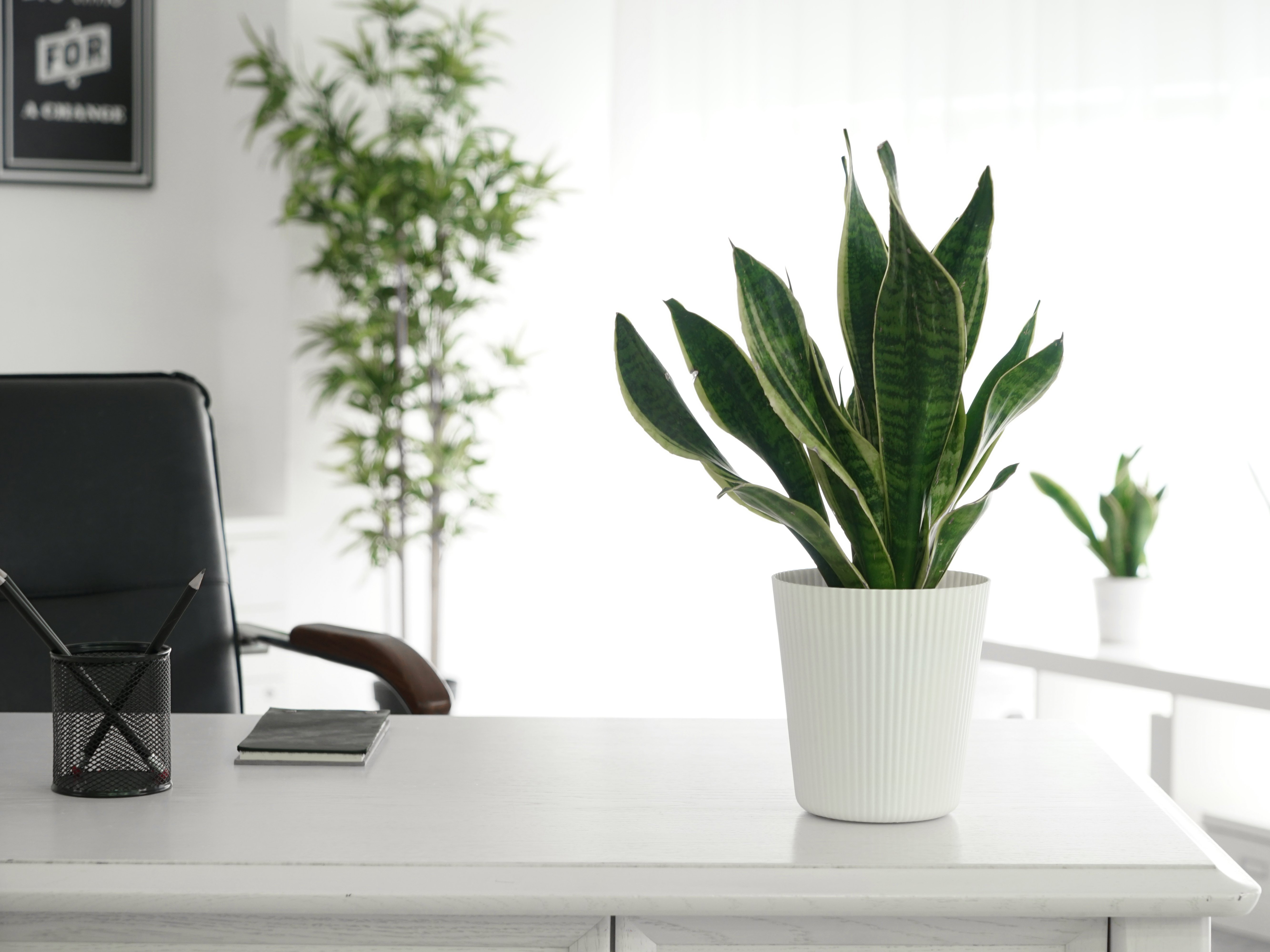 Bild: Pflanze im Home Office 