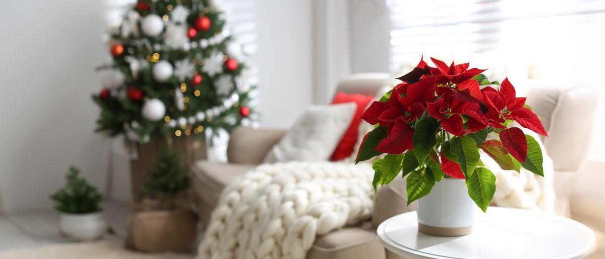Vorsicht bei Amaryllis, Weihnachtsstern und Mistel: Diese  Weihnachtspflanzen sind giftig! | Das sichere Haus