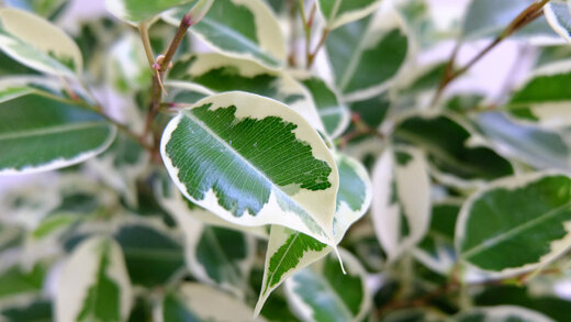 Bild: Blätter des Ficus (Birkenfeige)