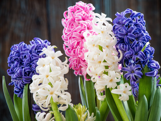 Bunte Hyazinthen.