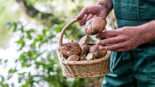 Eine Person steht in einem Wald und hält einen Weidenkorb mit Steinpilzen in der Hand.