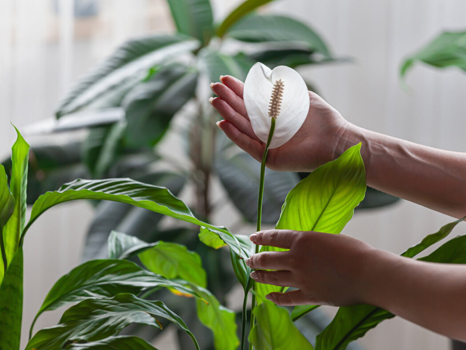 Die giftigsten Pflanzen in der Wohnung und im Garten | Das sichere Haus