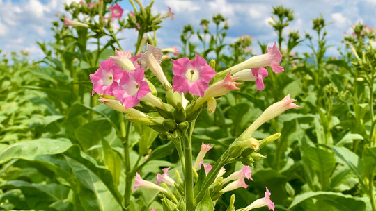 Giftige Pflanze im Garten: Tabak